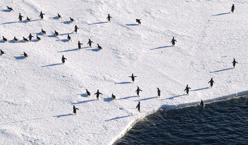 Пингвины выпрыгивают из воды, Антарктида, фото