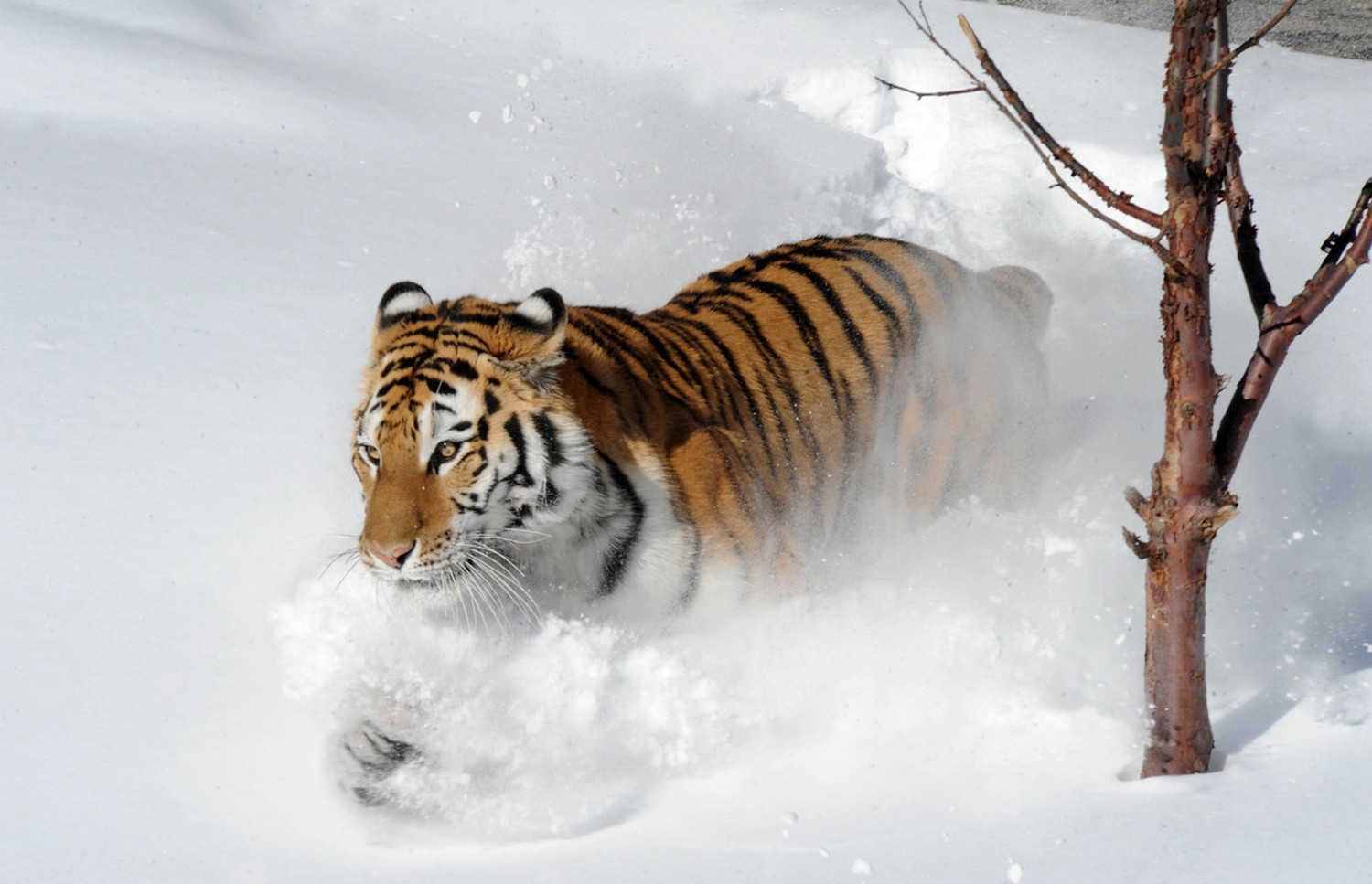 амурский тигр, фото