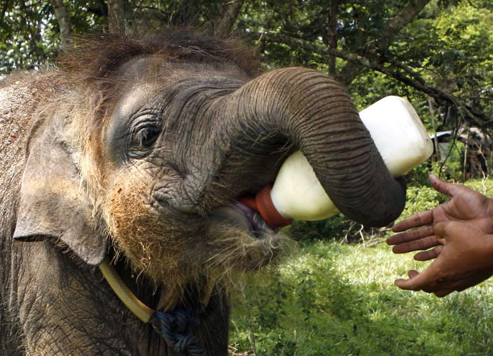 кормление суматранского слоненка, фото из Индонезии
