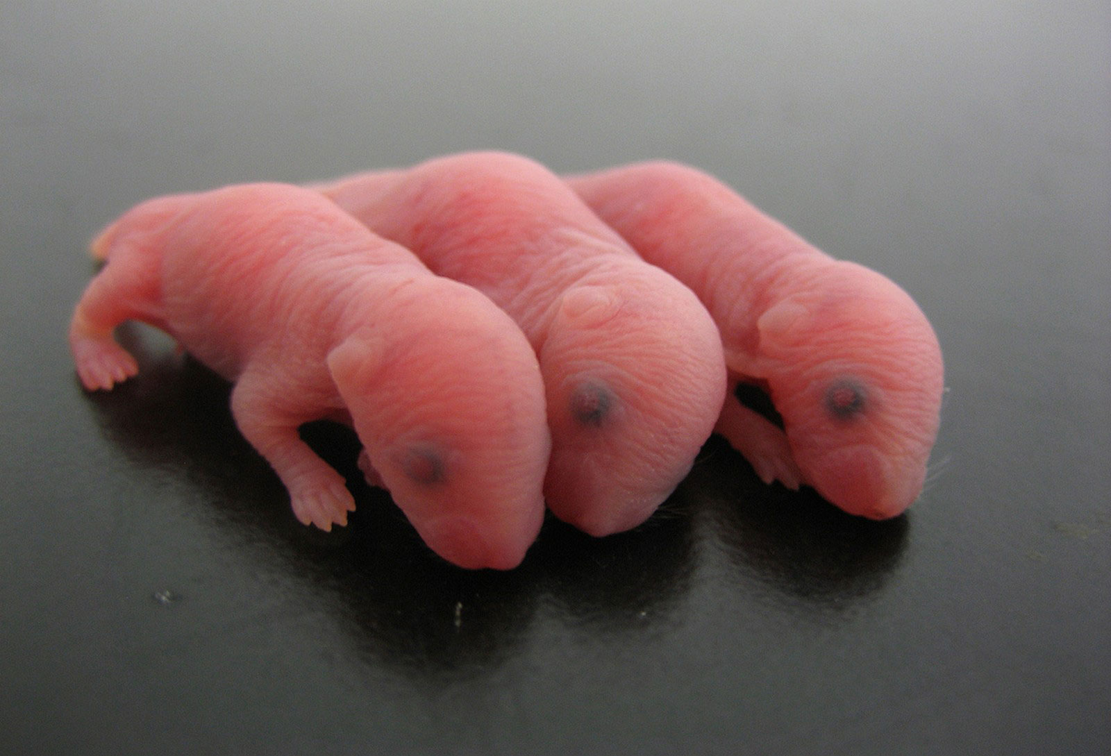 Новорожденные мыши