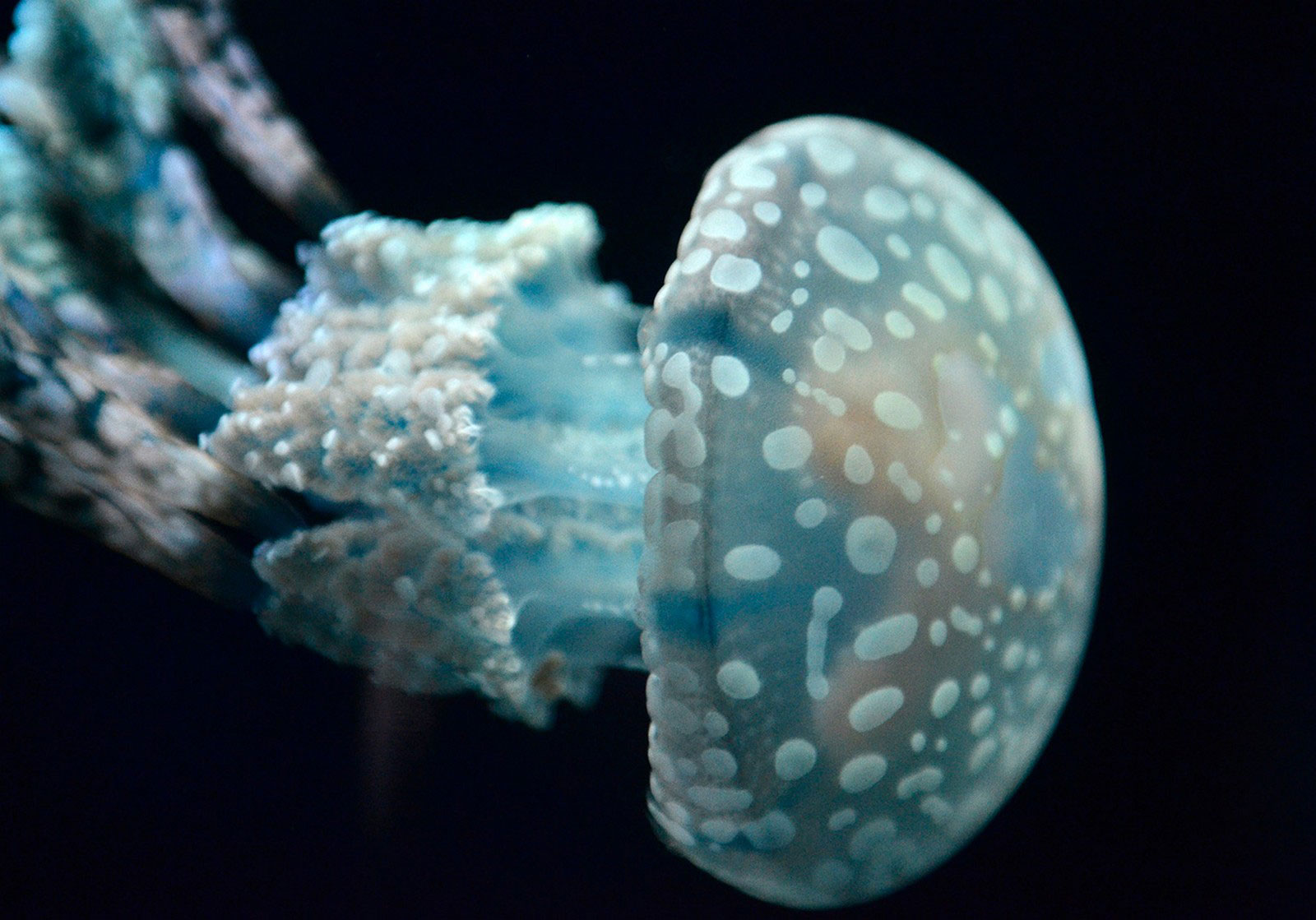 Медуза папуасов, фото
