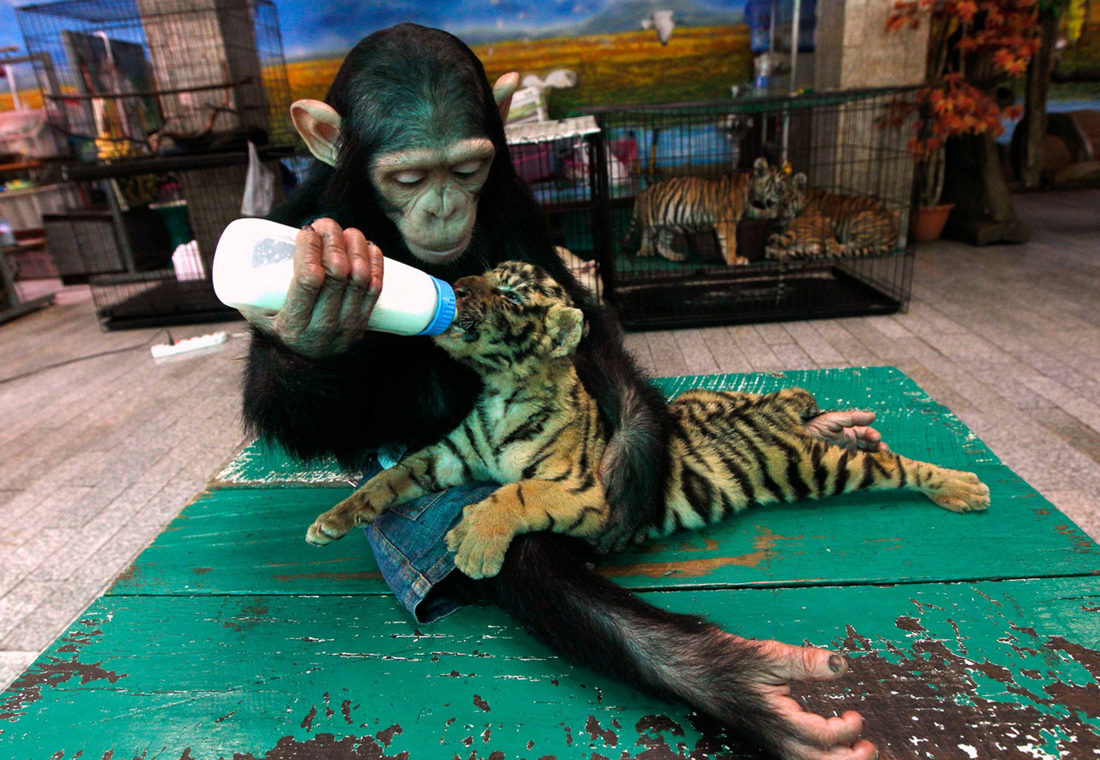 шимпанзе кормит тигренка, фото