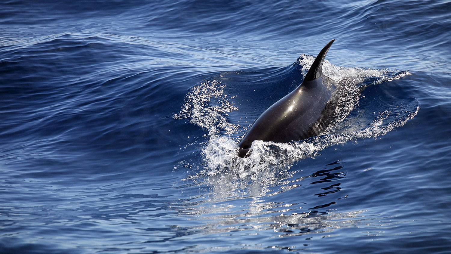 дельфин в воде