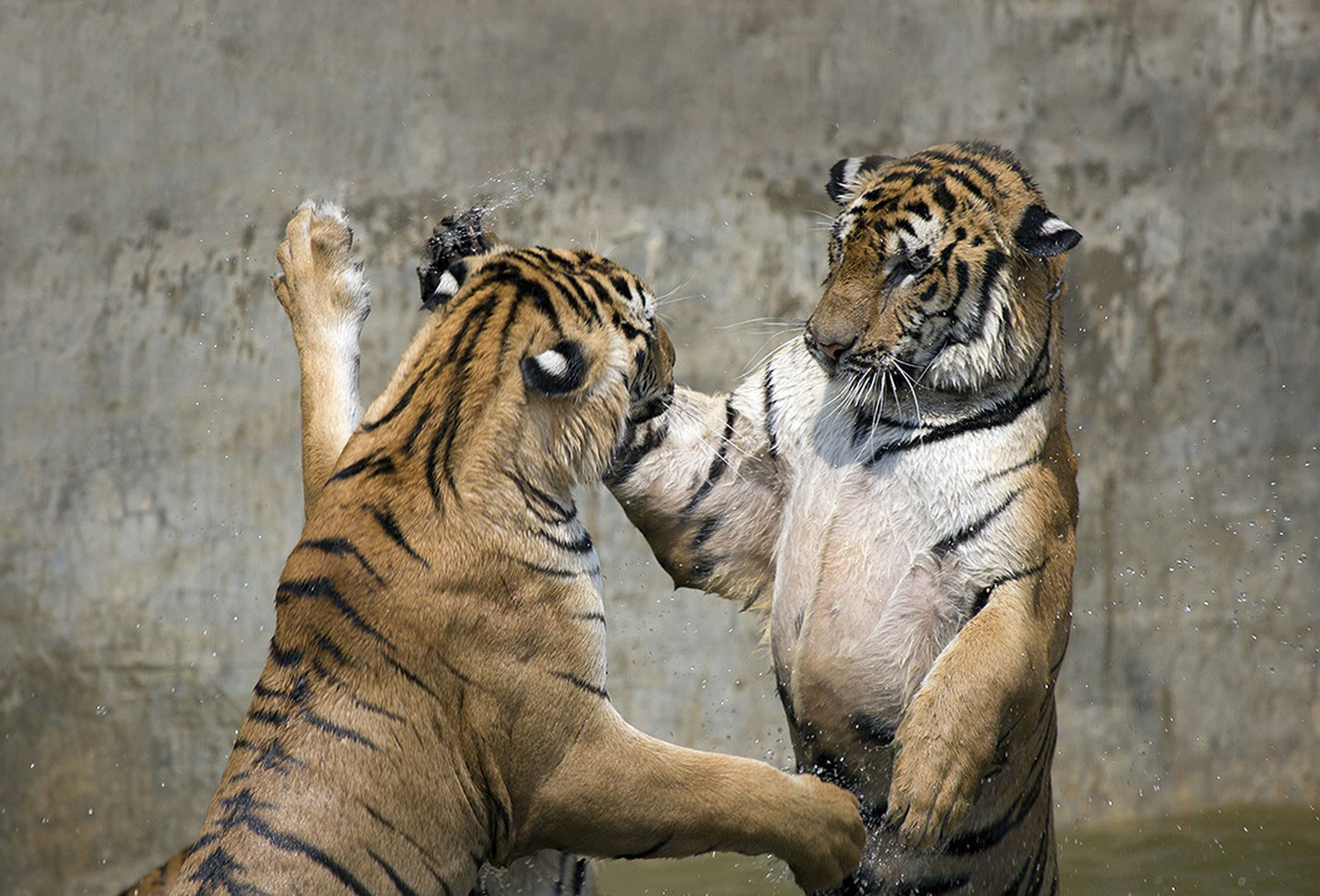 игры тигров