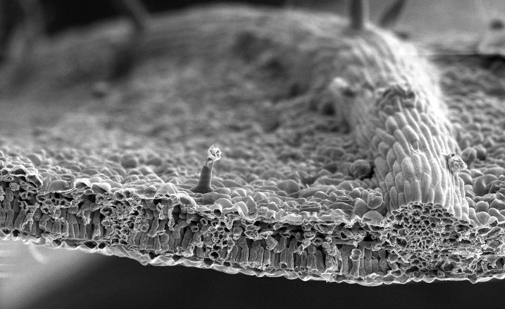 лист из черного дерева грецкого ореха под микроскопом, фото