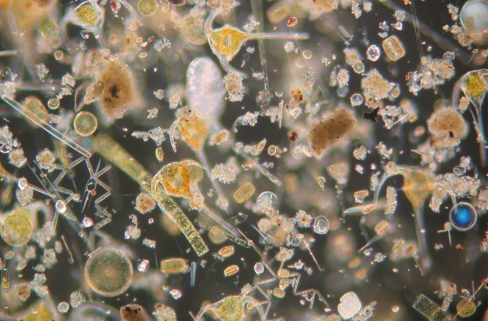 водоросли под микроскопом, фото