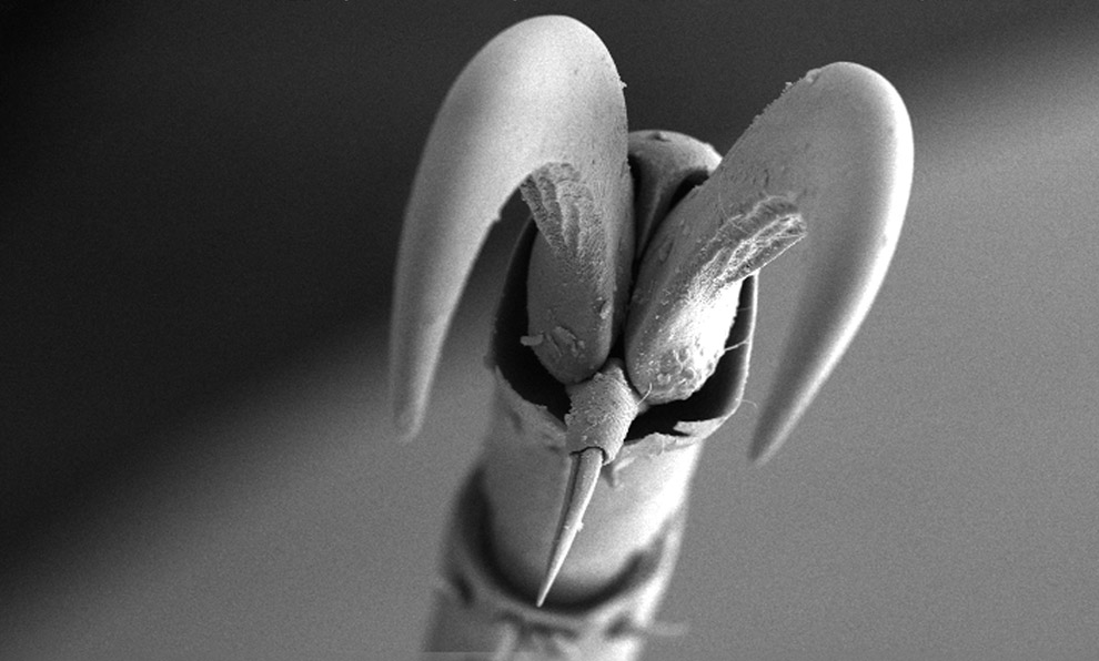 нога взрослого жука под микроскопом, фото