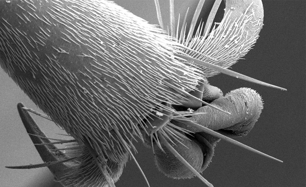 нога шершня под микроскопом, фото