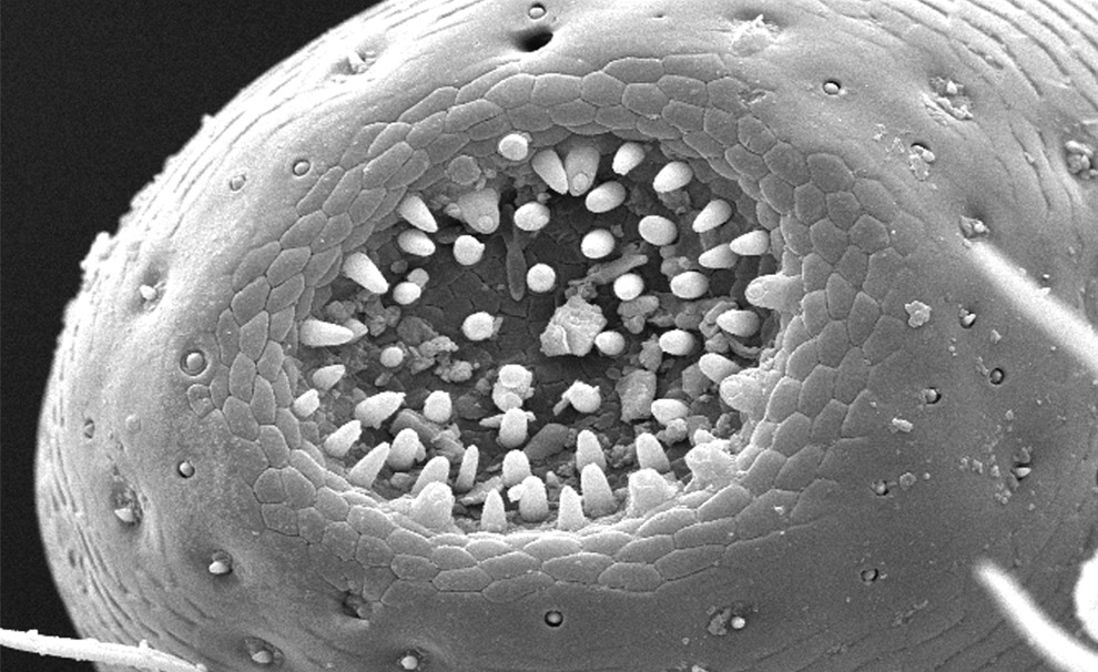 челюсть жука под микроскопом, фото