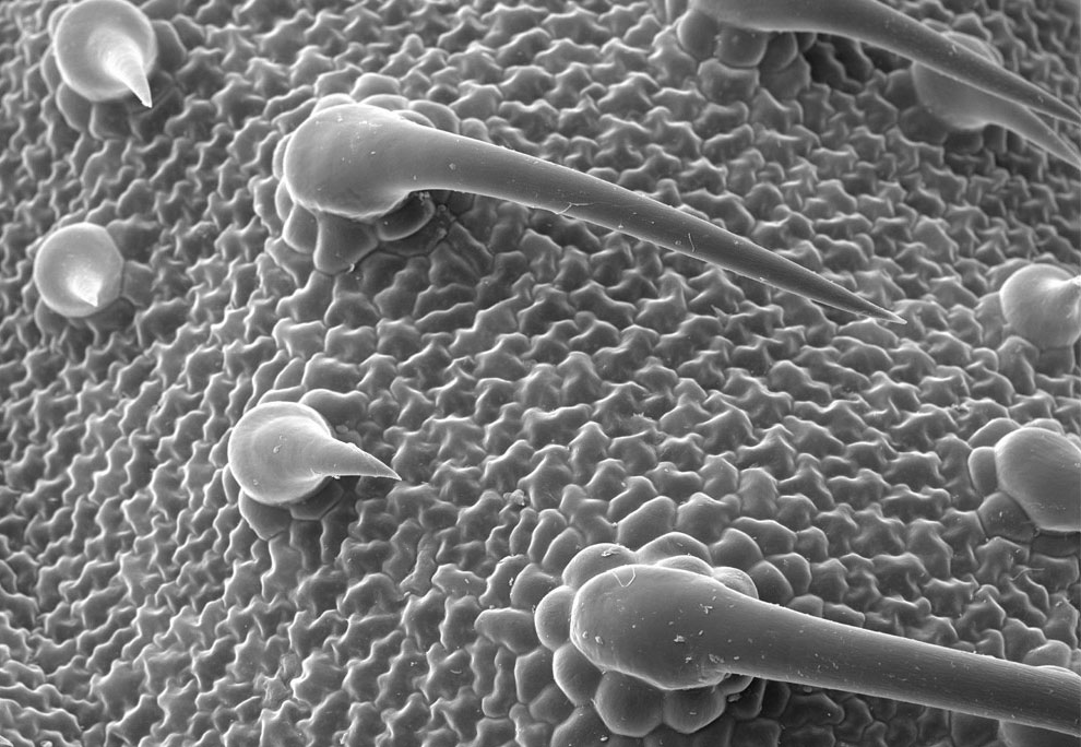трихома листа под микроскопом, фото