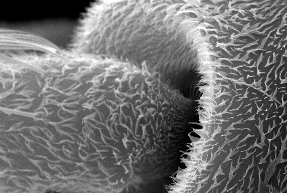 комар под микроскопом, фото