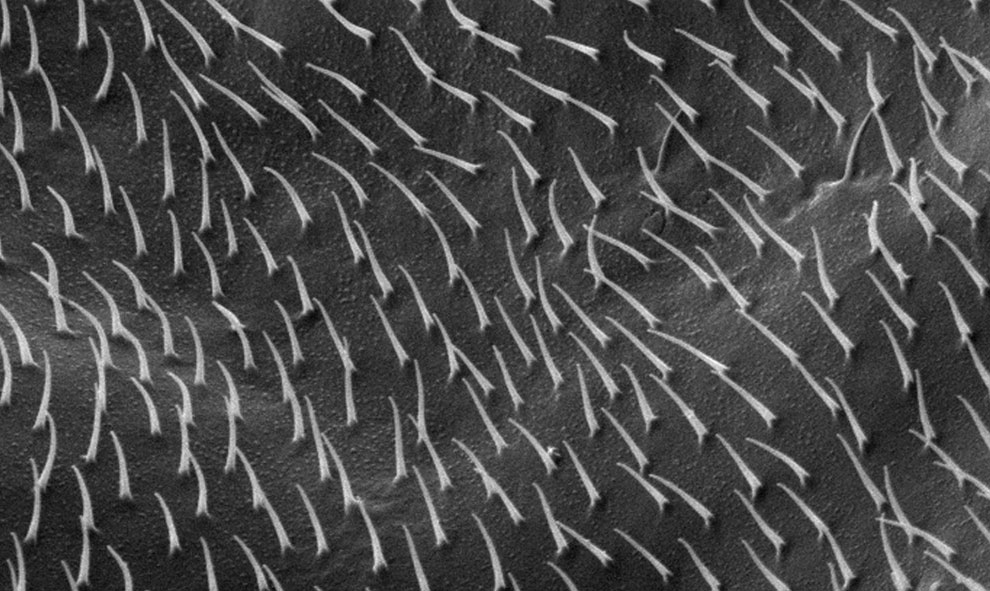 голова жука под микроскопом, фото