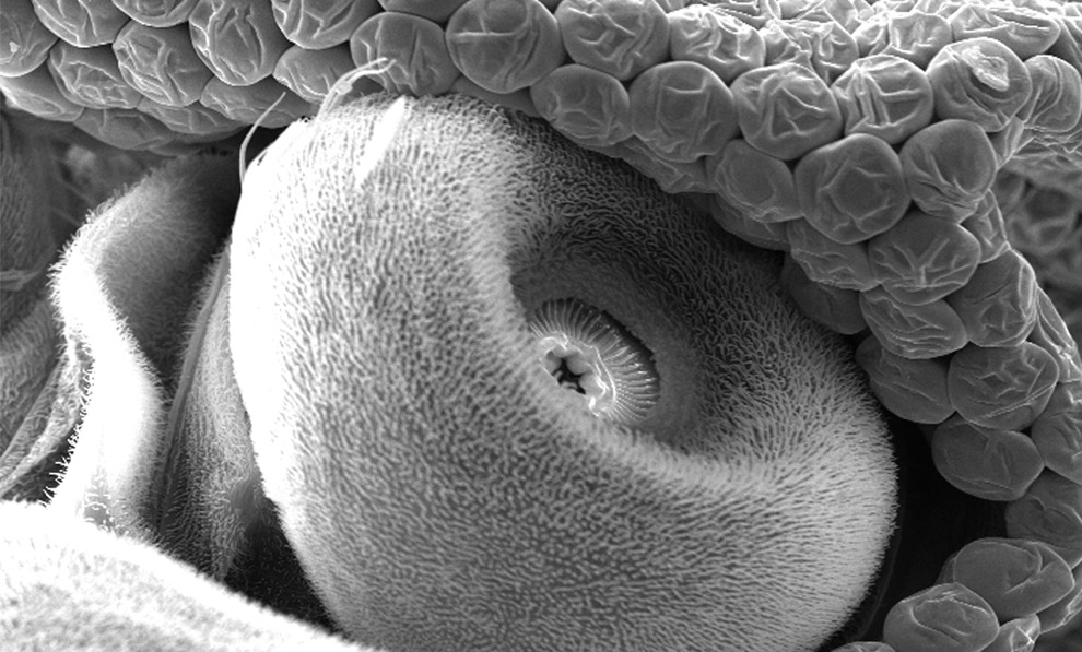 голова комара под микроскопом, фото