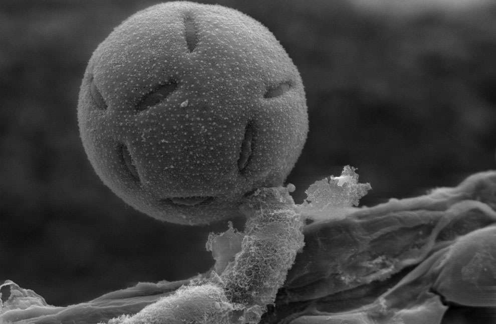 пыльник цветка под микроскопом, фото