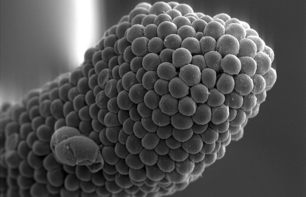 тычинка цветка под микроскопом, фото