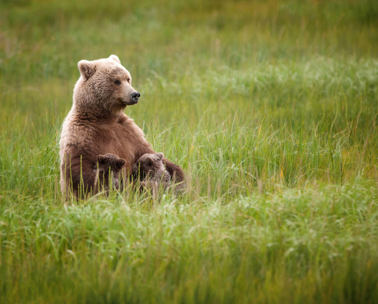 медведица с детенышами для National Geographic