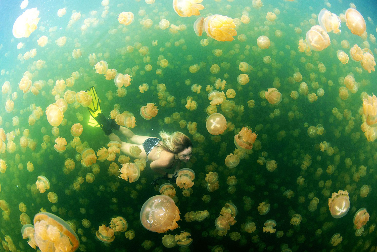 Женщина плавает с медузами
