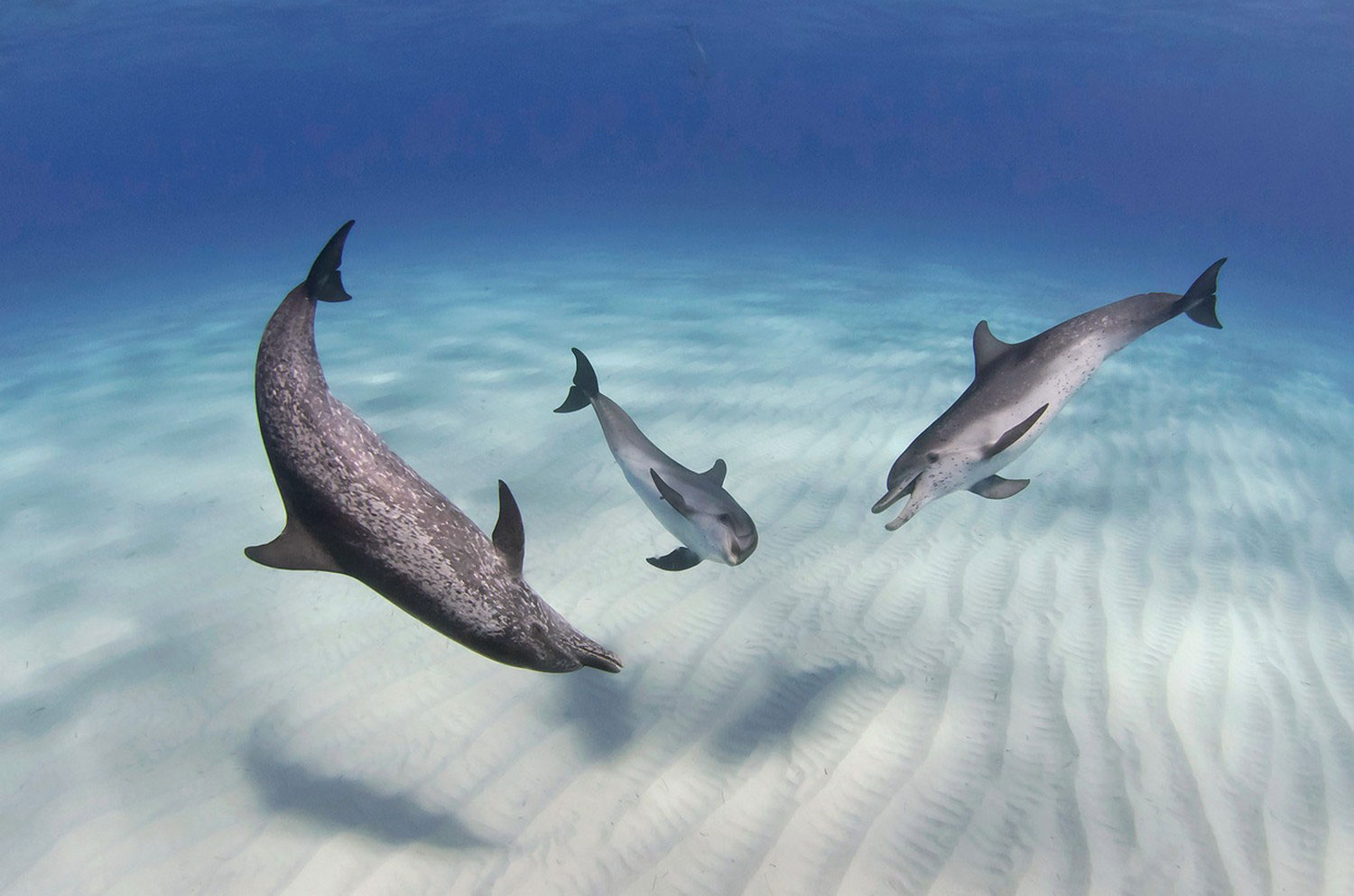 пятнистые дельфины в воде