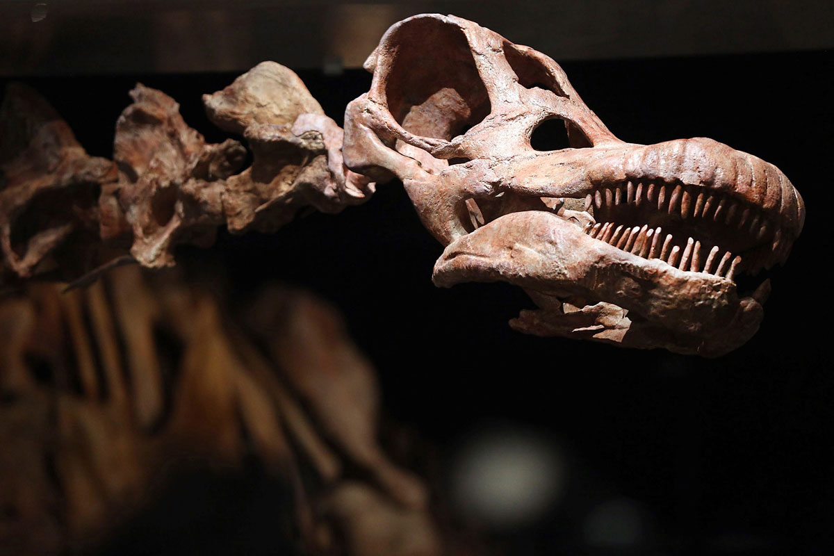 скелет динозавра