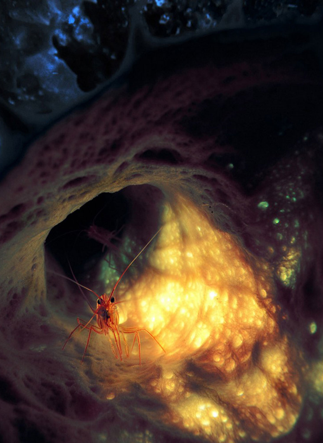 Креветка в морской губке, Фотоконкурс