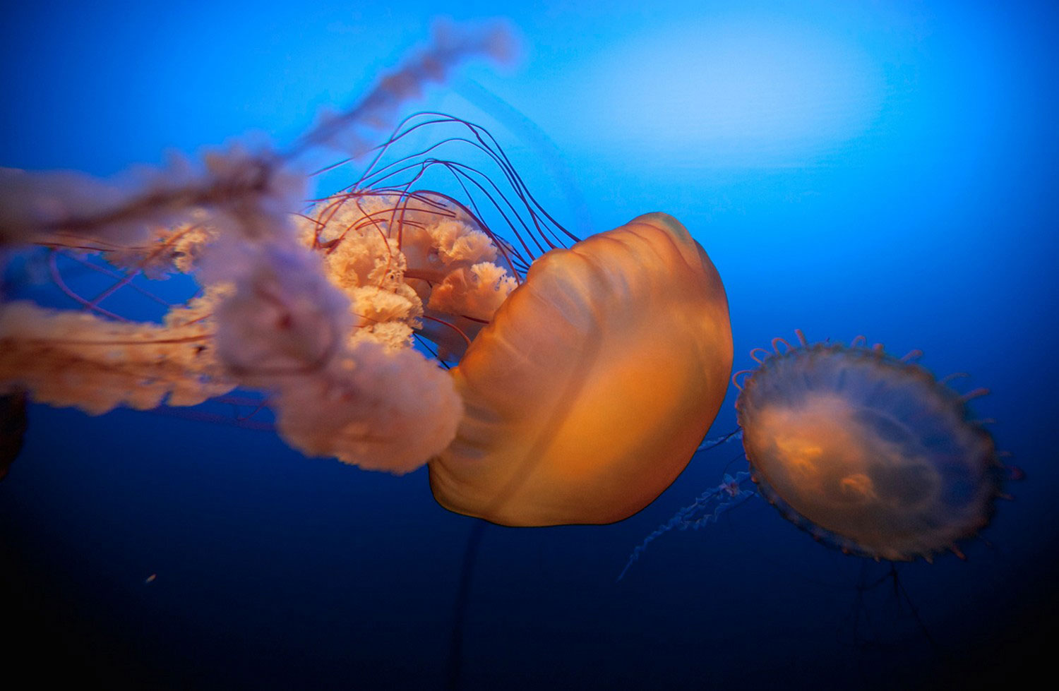 Медузы, фото животных