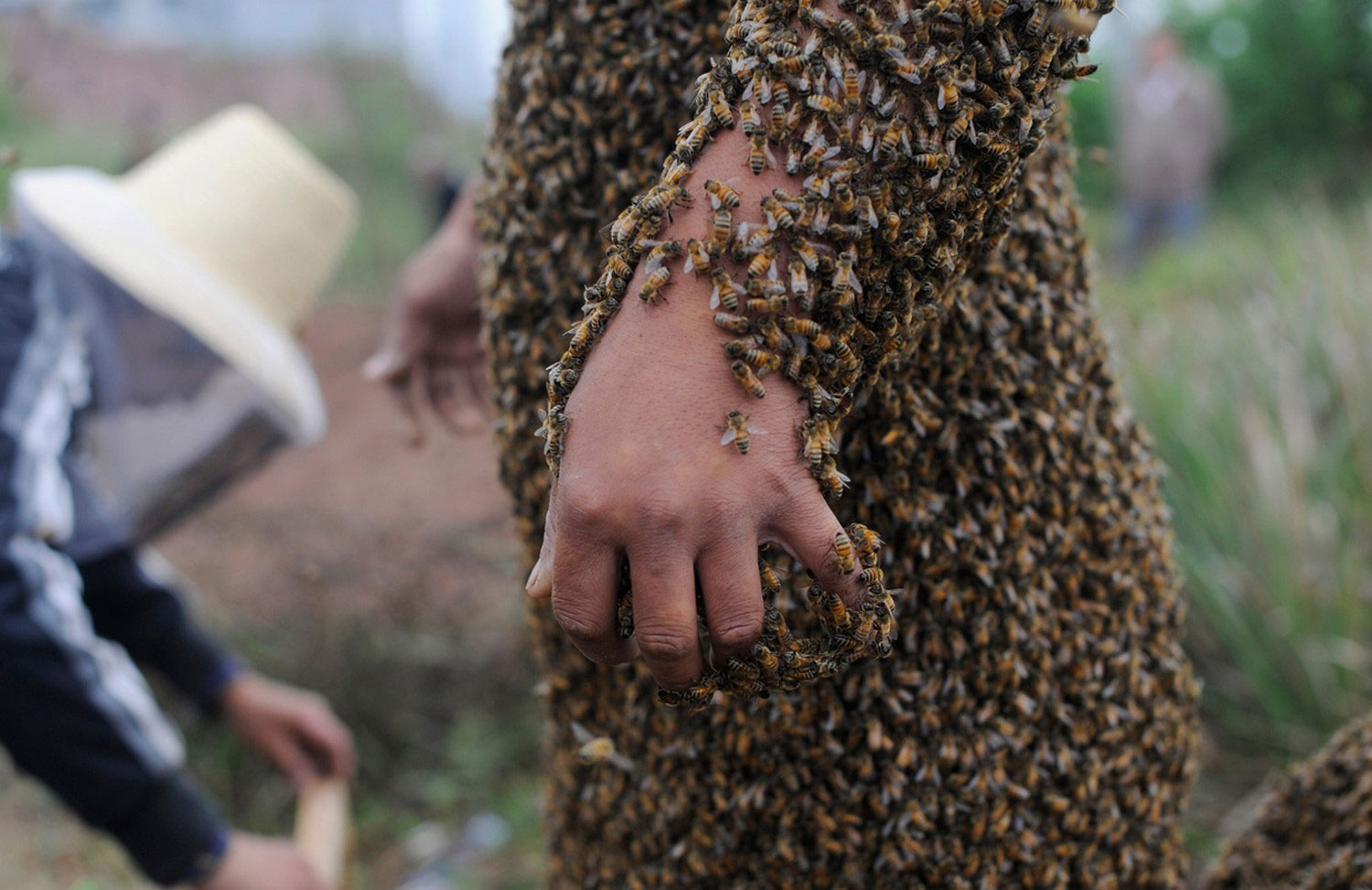 пасечник в пчелах, фото животных