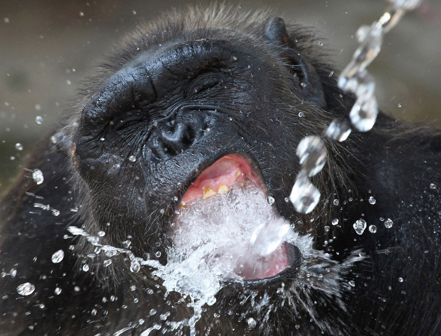 шимпанзе на водопое, фото