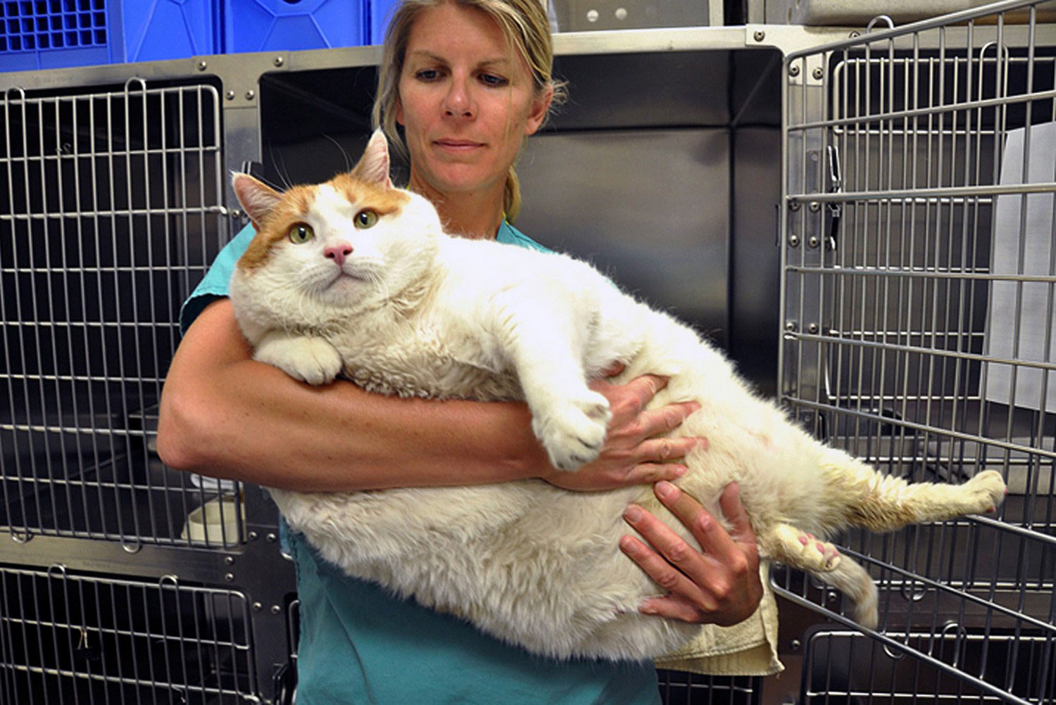 кот страдающий ожирением, фото