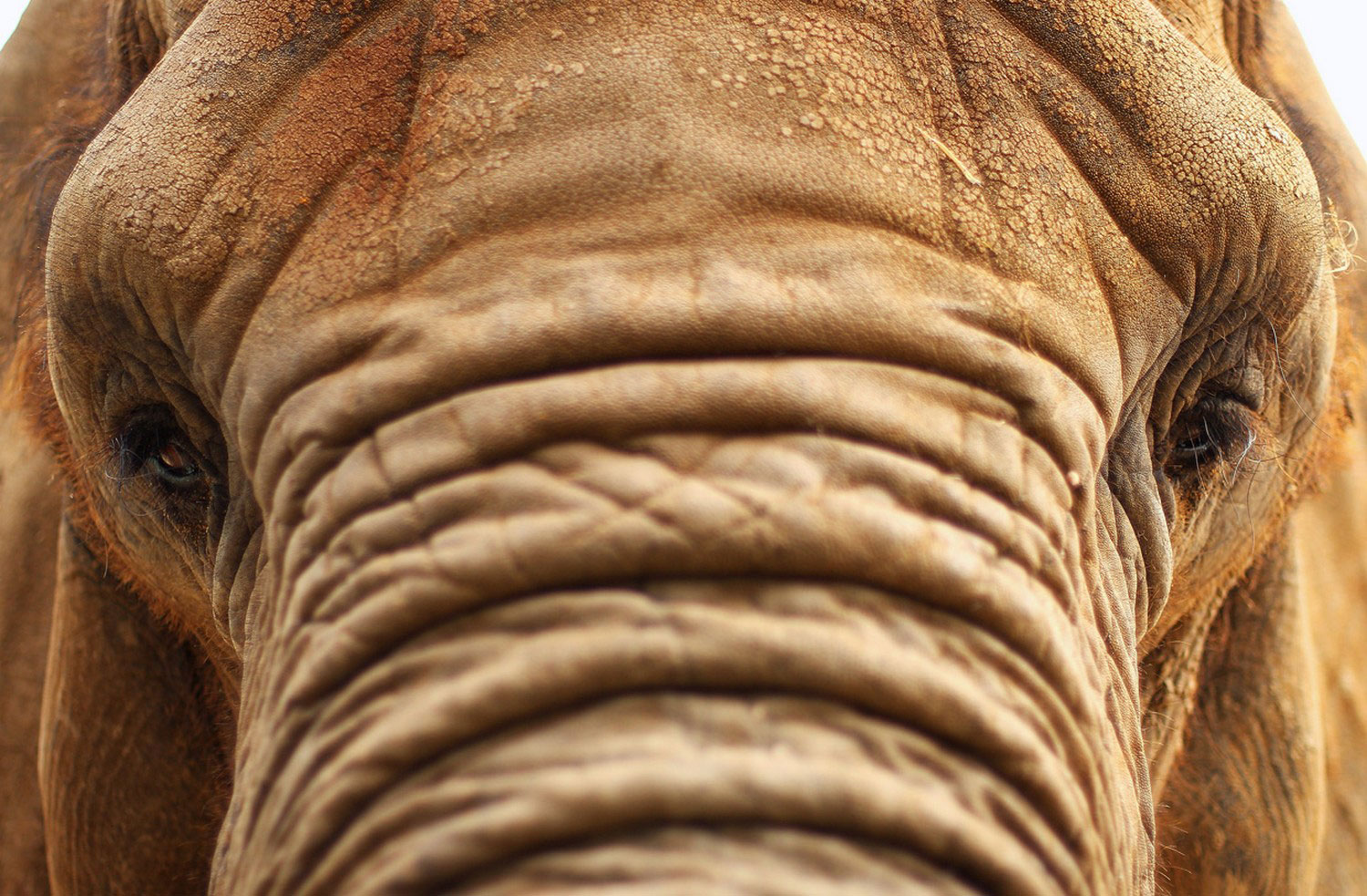 Африканская слониха, фото животных