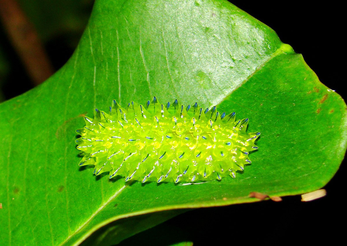 зеленая личинка