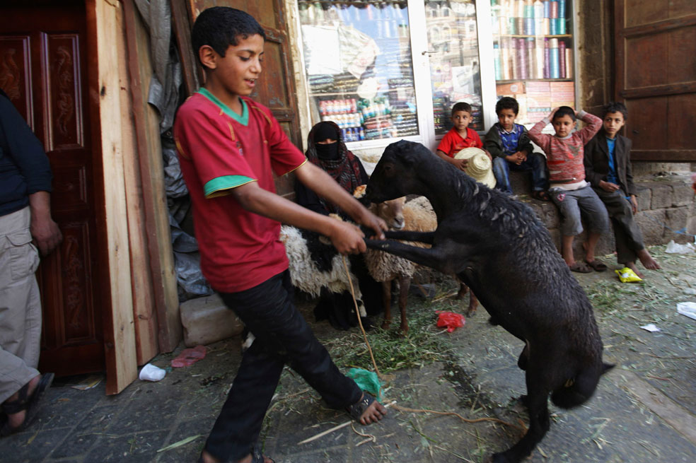 Мальчик танцует с овцой, фото Курбан-байрам