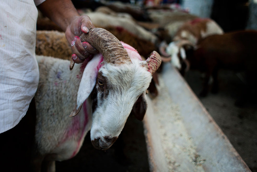 Египетский мясник держит овцу, фото Курбан-байрам