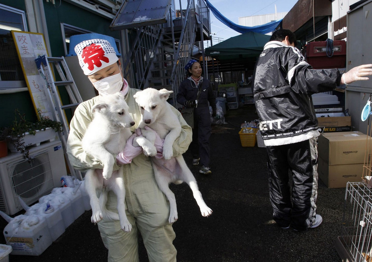Организации по спасению животных, фото из Японии