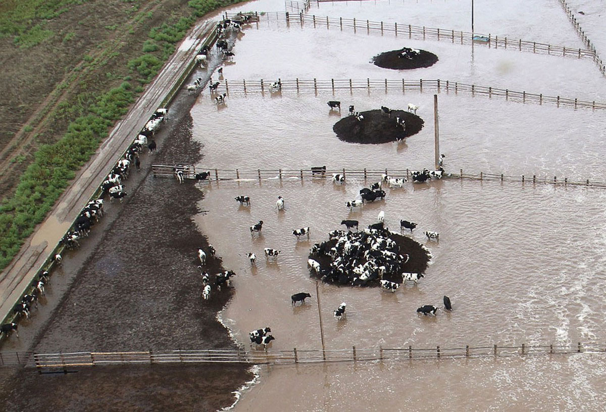 Коровы на ферме