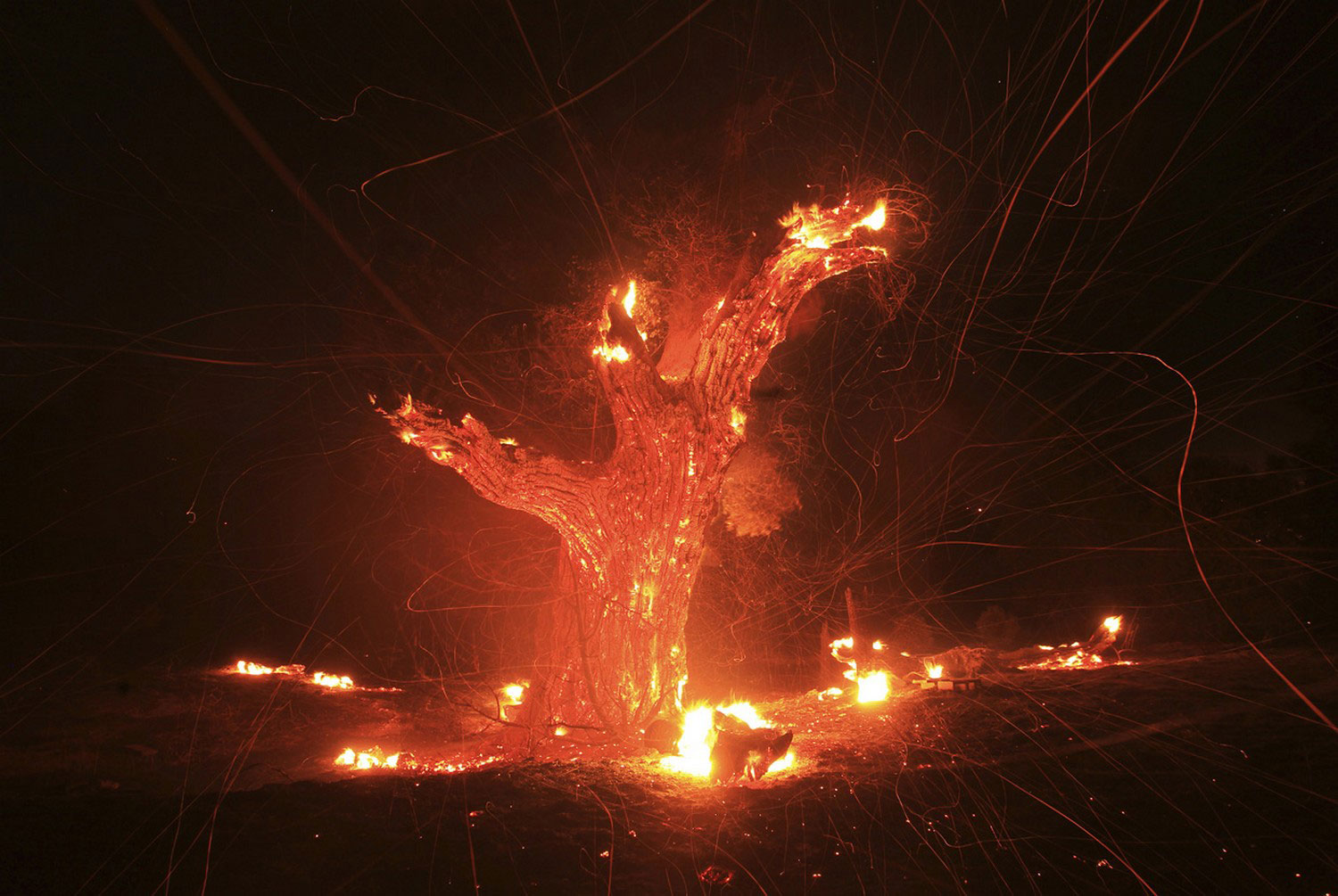 горящее дерево