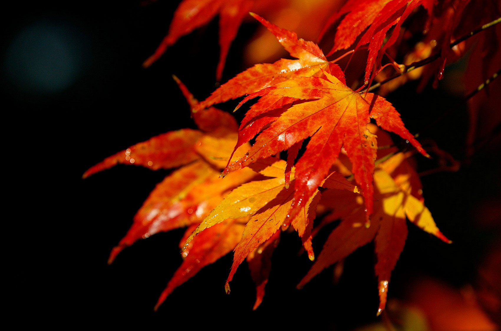 Осень в фото Osen-foto-peizazhi-42