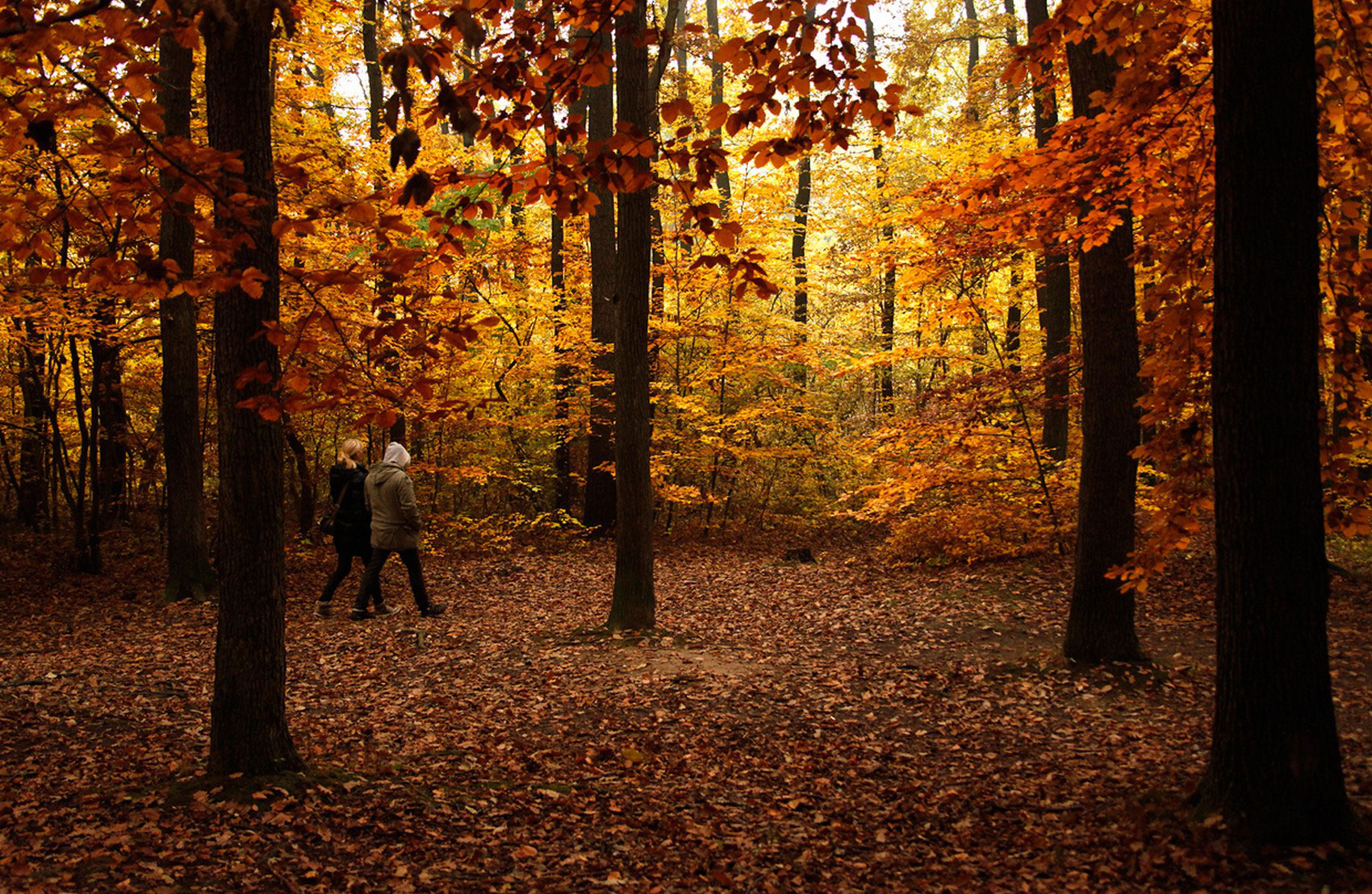 Звуки осеннего леса для детей скачать