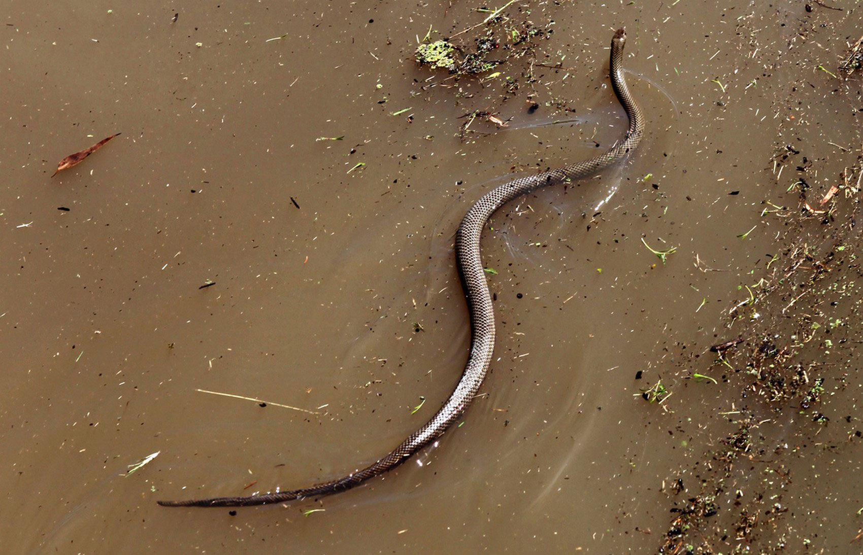 Змея в паводковых водах, фото