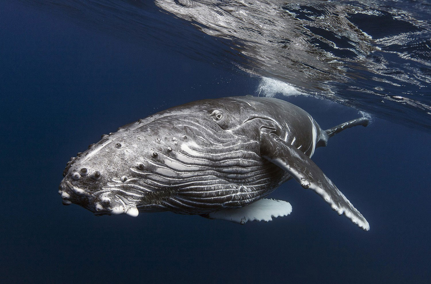 Детеныш горбатого кита