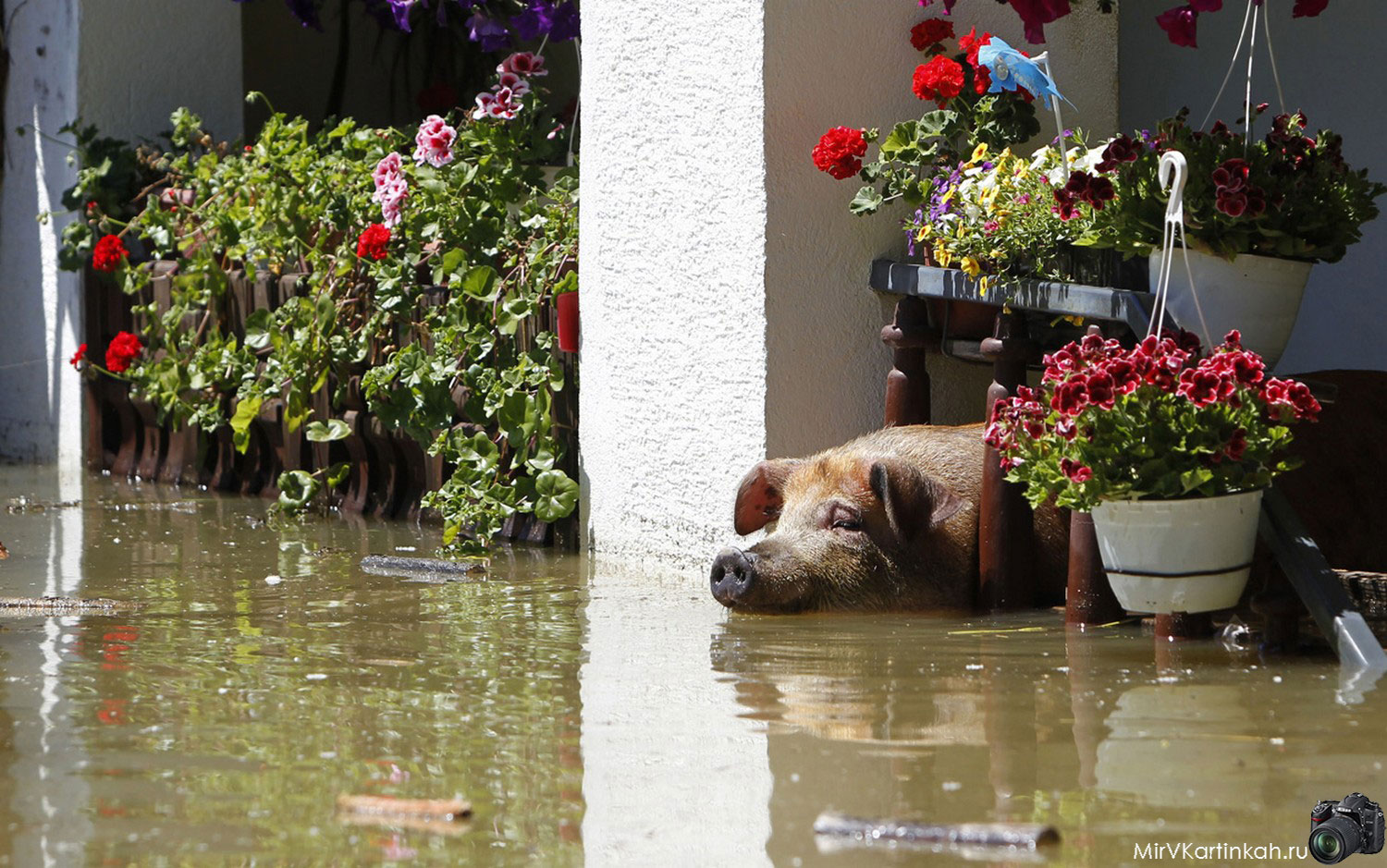 свинья в паводковых водах