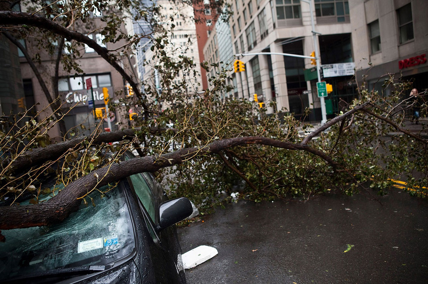 дерево упало на машину после шторма в Америке, фото