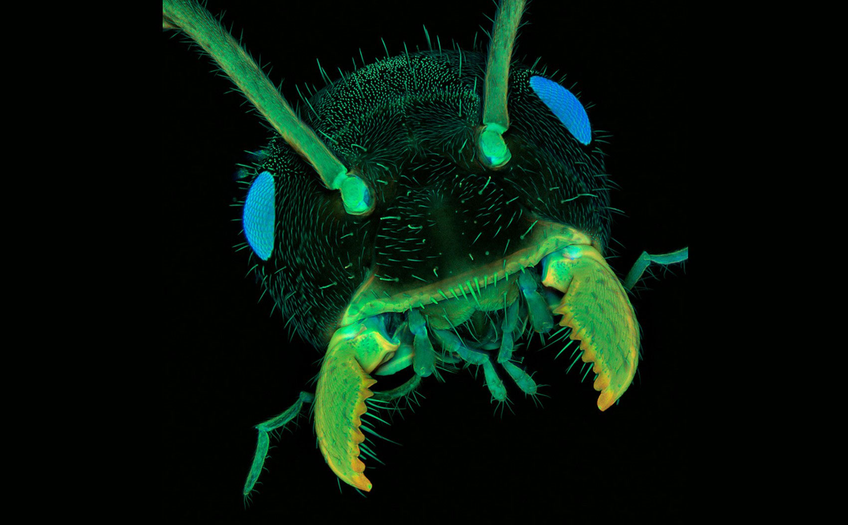 увеличенная Голова муравья, фото насекомого