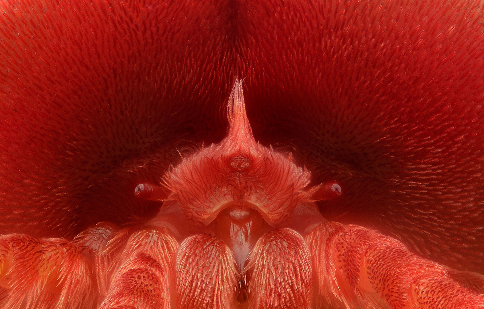 Клещ-краснотелка, фото