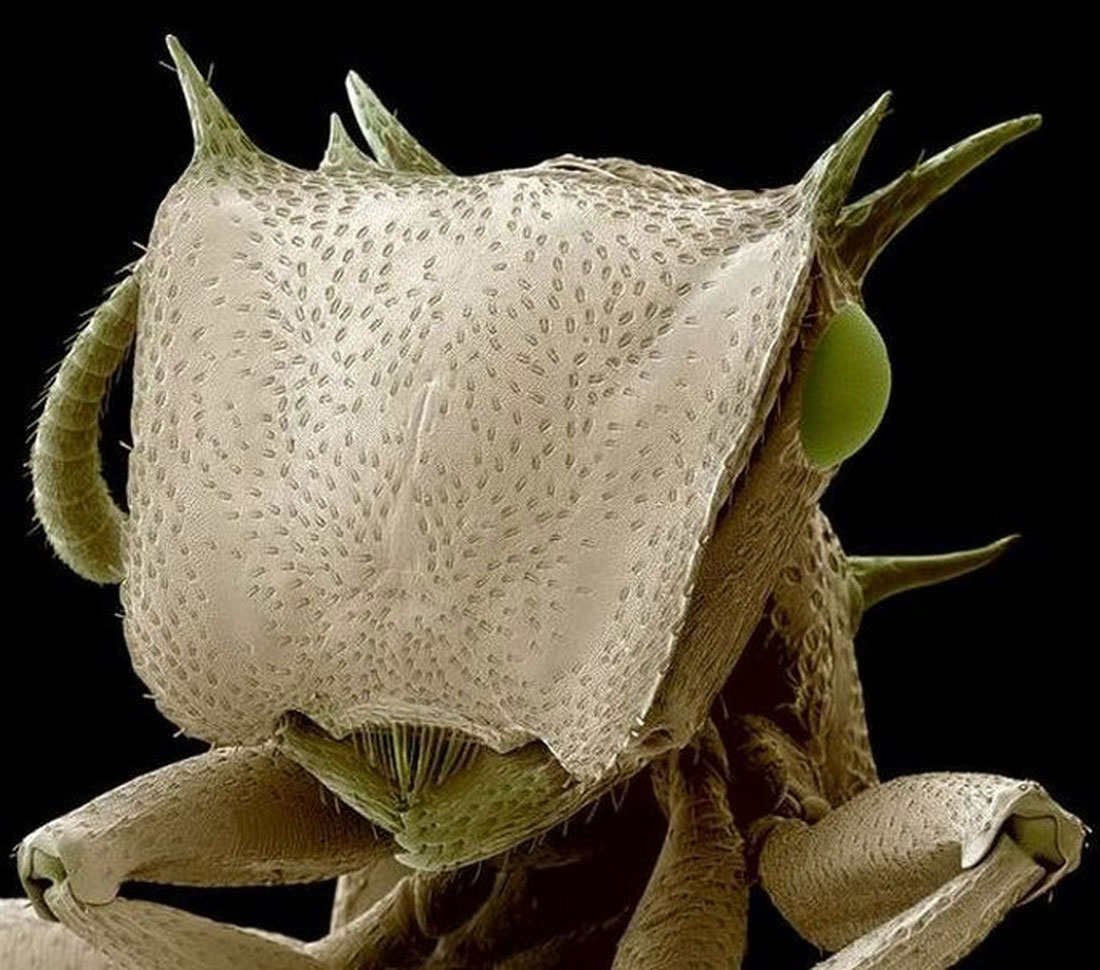 голова муравья из тропиков, фото