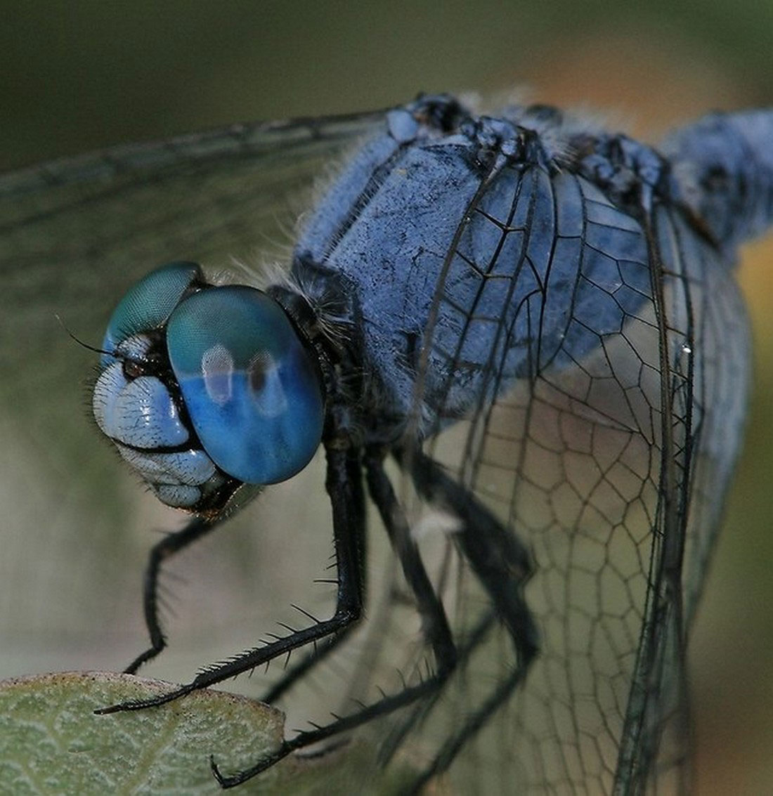 Синяя муха
