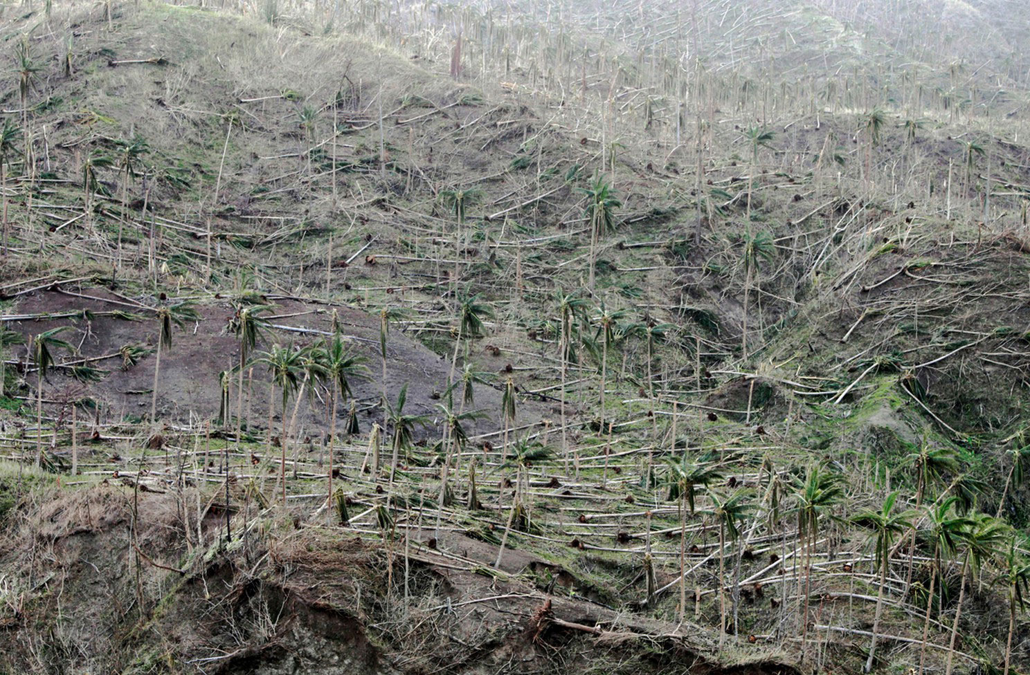 Вырванные тайфуном с корнем кокосовые пальмы, фото