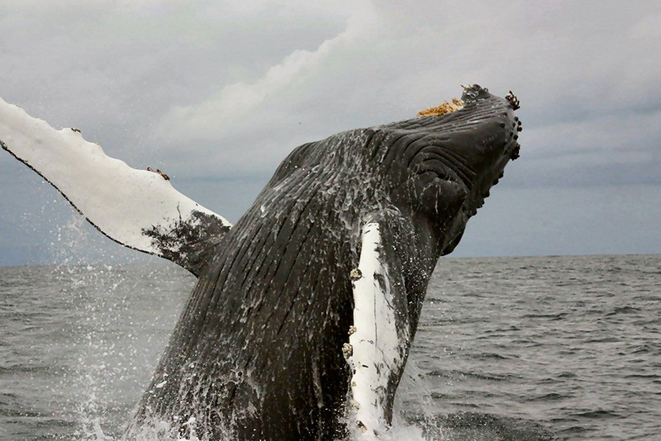 кит горбач, фото