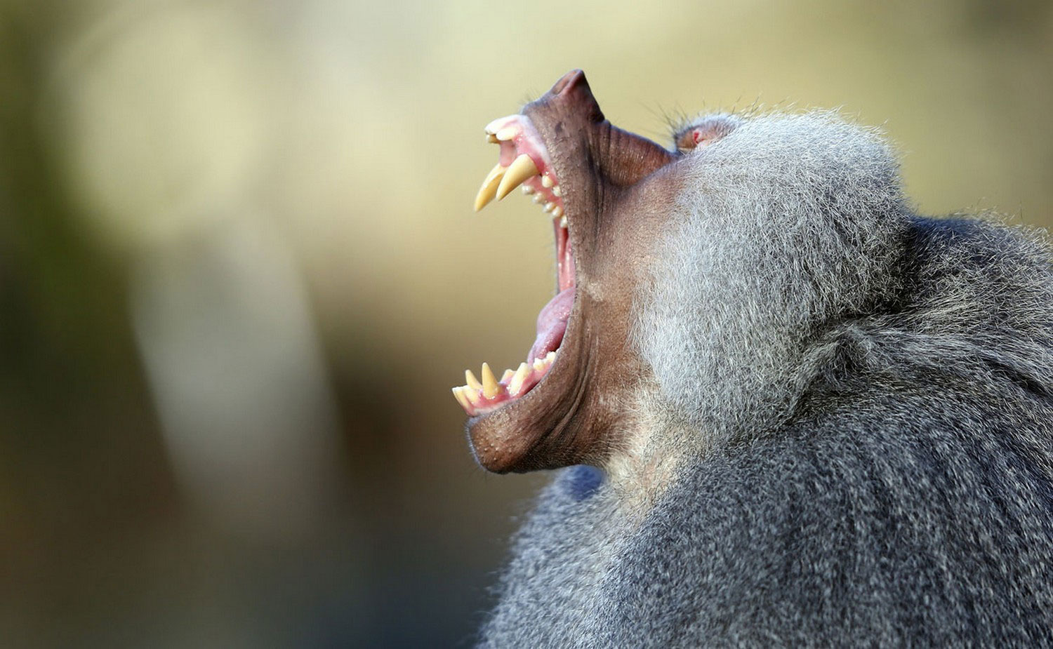 бабуин, фото из царства животных