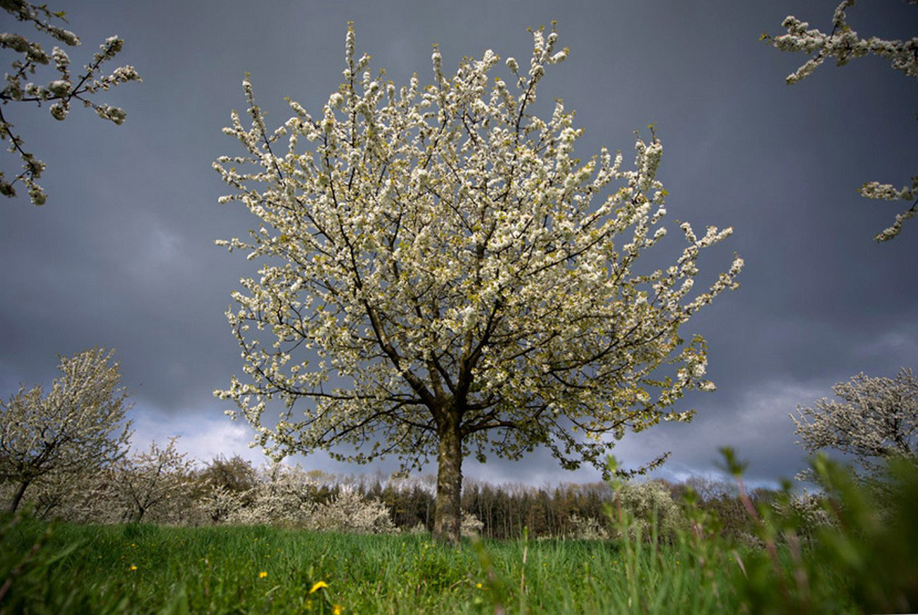 цветущее вишневое дерево, фото