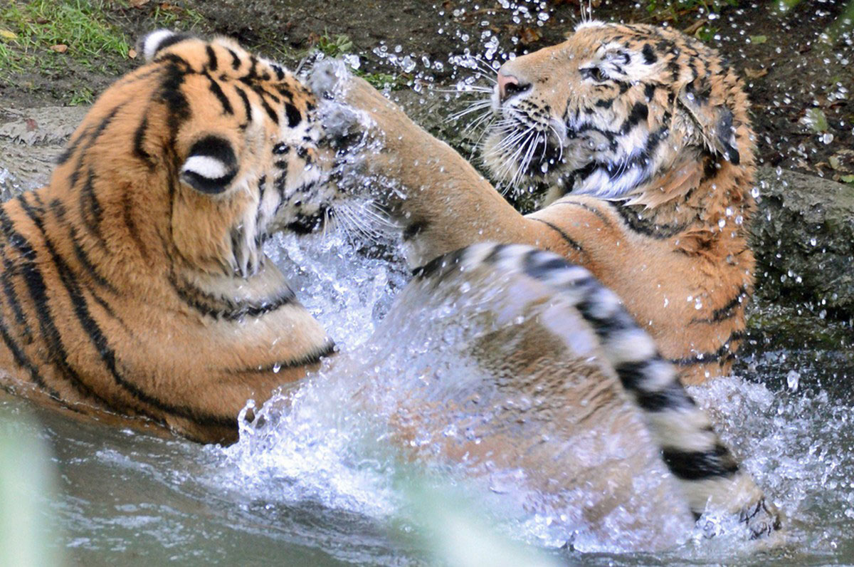 тигры в зоопарке